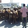 SAWIRO:-Guddoomiyeyaal fuliyey Amar kasoo baxay duqa Muqdisho