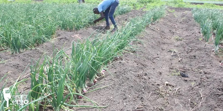 Youth farming initiative in Baidoa turns life around for families